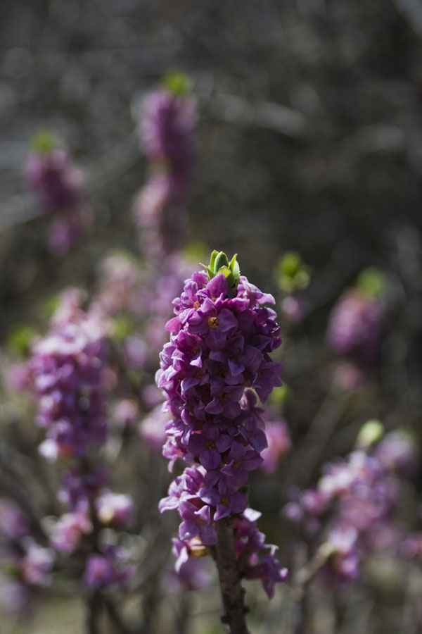 Daphne mezereum
